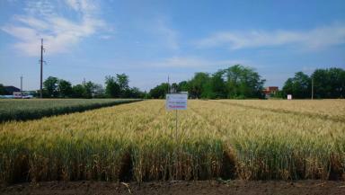 Крупинка сорт твердой озимой пшеницы