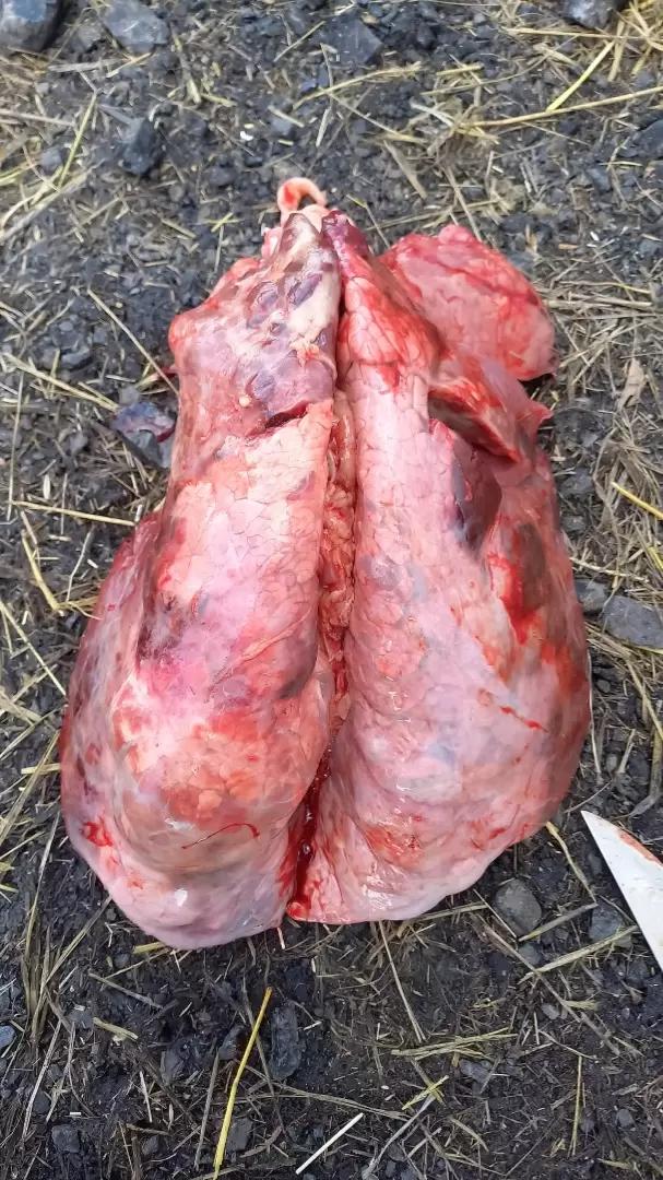 Вопросы из чатов: можно ли установить причину падежа теленка?