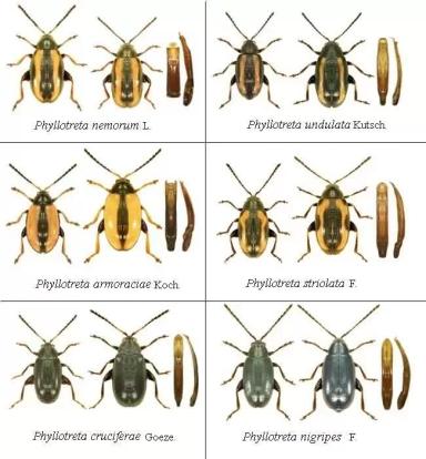 Крестоцветные блошки