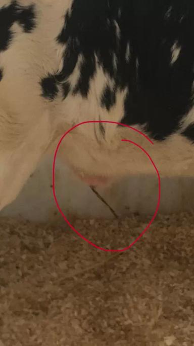 Как и чем обрабатывать пуповину новорожденному теленку?