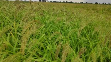 Ежовник рисовидный, просо рисовое