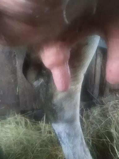 Причины припухлости на соске коровы