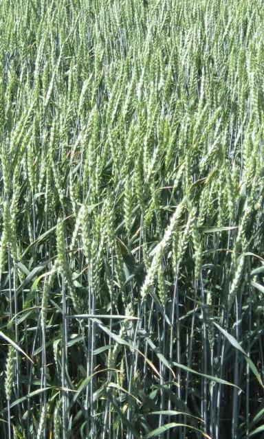 СТРГ 8060 15  сорт мягкой озимой пшеницы