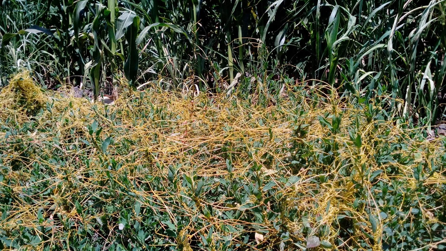 Агромониторинг