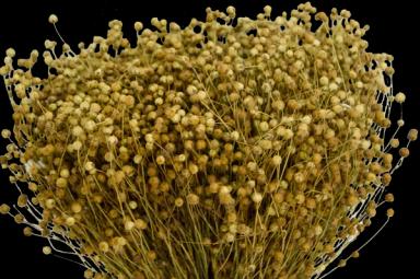 Флиз сорт льна масличного