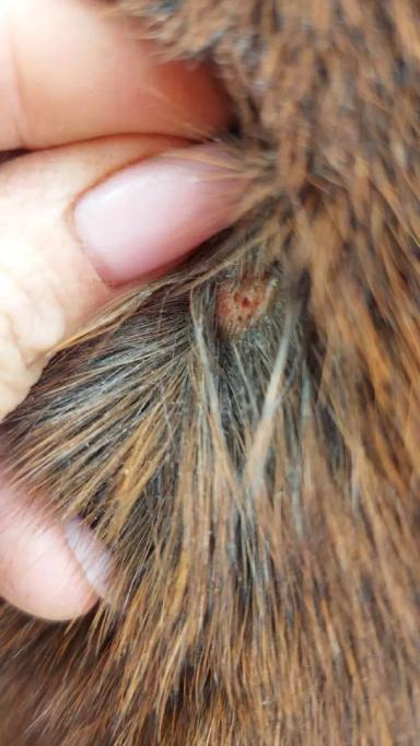 Вопросы из чатов: почему лошадь угнетена?