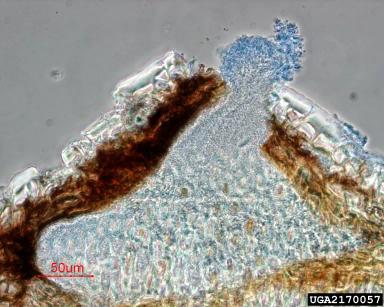 Фомоз подсолнечника