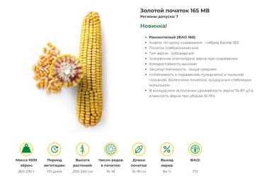 ЗОЛОТОЙ ПОЧАТОК 165 МВ - гибрид кукурузы ( Zea mays L.).