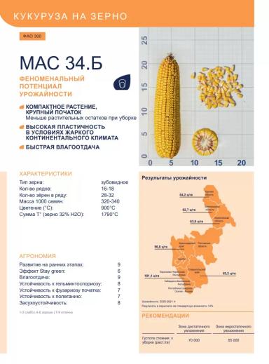 МАС 34 Б - гибрид кукурузы ( Zea mays L.).