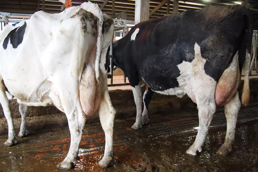 А если не купировать хвост у коровы?