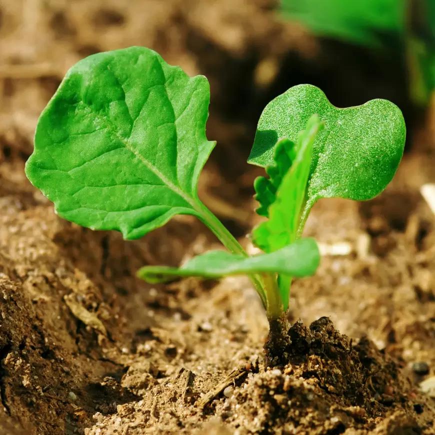 Гербициды на рапсе