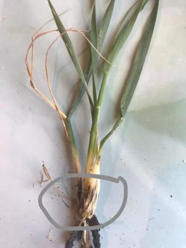 Вопросы из чатов: что с посевами?