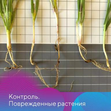 Новый протравитель «Августа» в действии