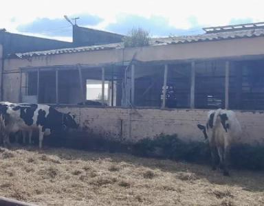 Как солнечное излучение может вызвать хромоту у коров