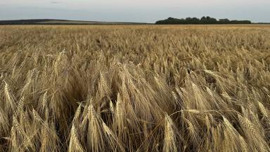 Качество определяет успех: стратегии производства твёрдой пшеницы сегодня