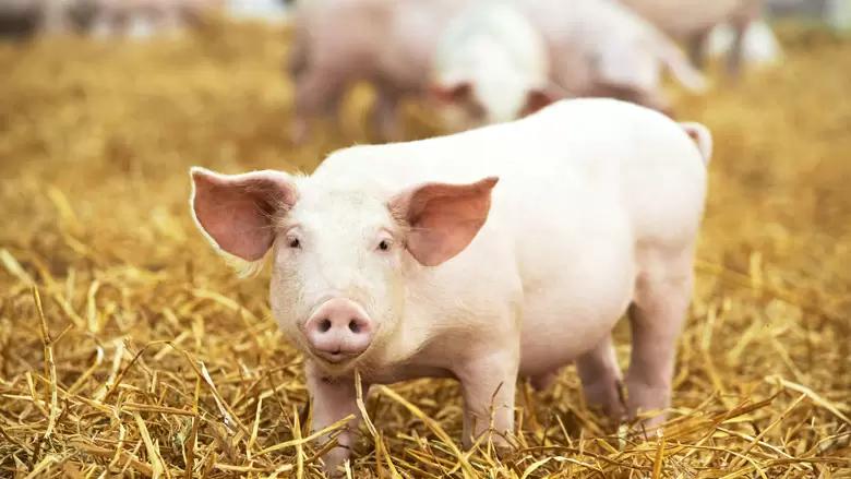 А у нас есть кормовые добавки для свиней