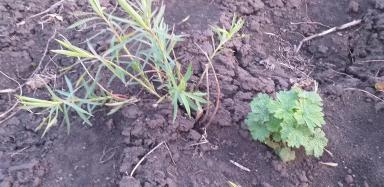 Агромониторинг