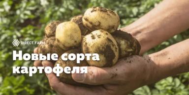Сорта картофеля. Обзор новинок 2022 года