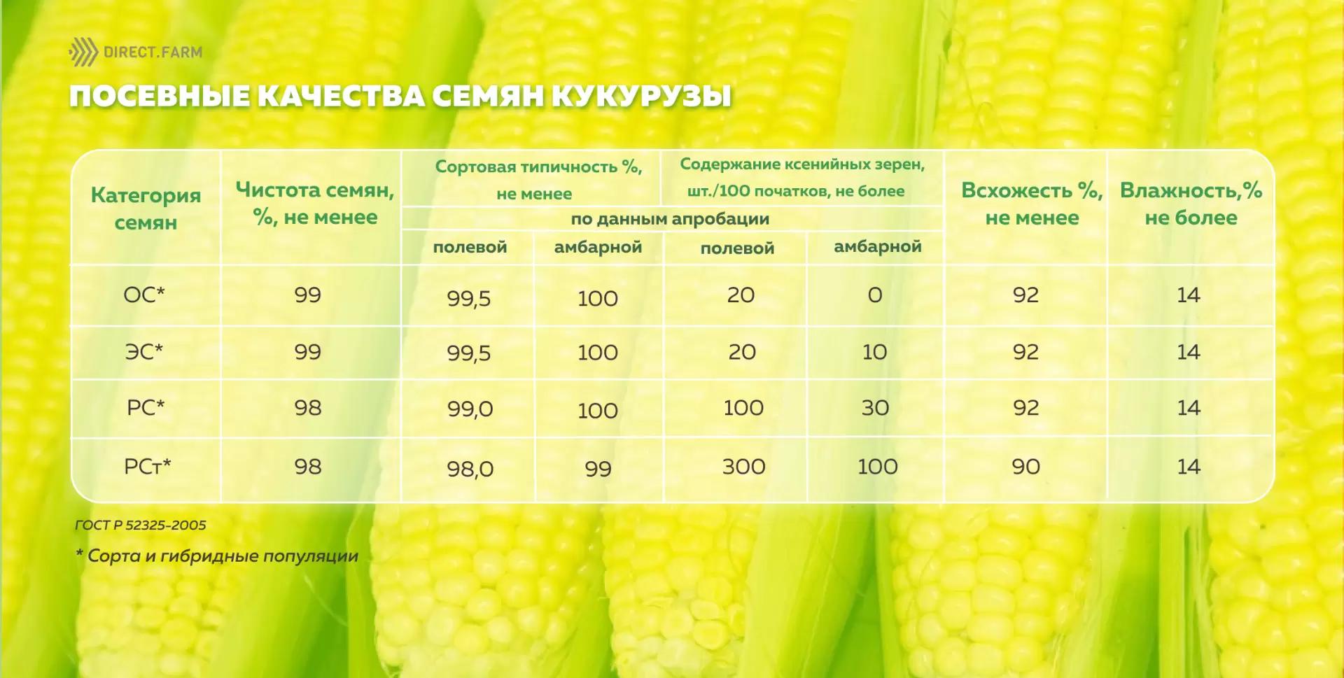 Семена кукурузы всхожесть. Посевные качества семян. Крахмалистая кукуруза сорт. Размер семян кукурузы.