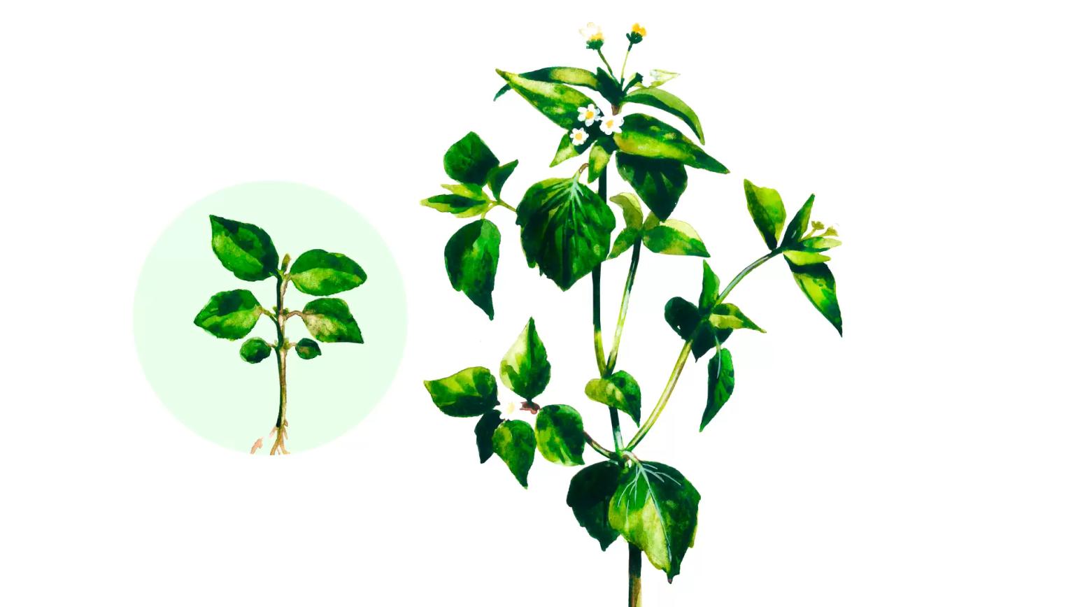 Галинсога мелкоцветковая (американка)