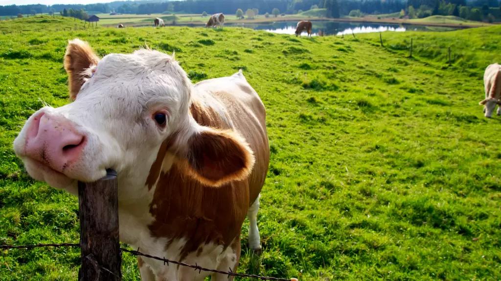Работа с молочными коровами в условиях теплового стресса