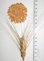 Солнечная 573 ®- сорт пшеницы твердой яровой ( Triticum durum Desf.).