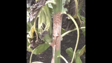 Склеротиниоз (белая гниль) подсолнечника