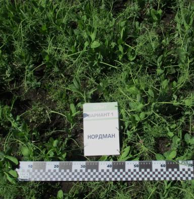 ДЕМООПЫТЫ – ЭТО ВАЖНО И НУЖНО!