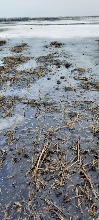 Озимая пшеница,  перезимовка.