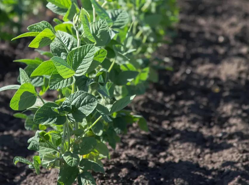 Биологические особенности сои