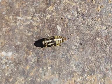 Вредитель Эспарцета