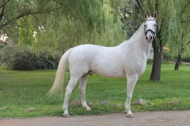 Вестфальская порода лошадей 