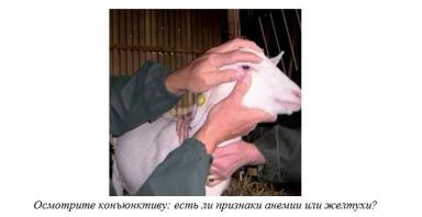 Харвуд – "Ветеринарное руководство по здоровью и благополучию коз". Глава 3.