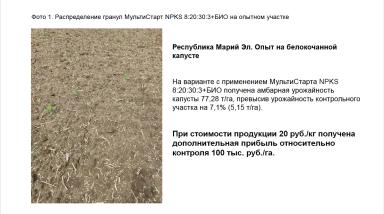 Опыты на овощных культурах: капуста белокочанная, морковь, картофель