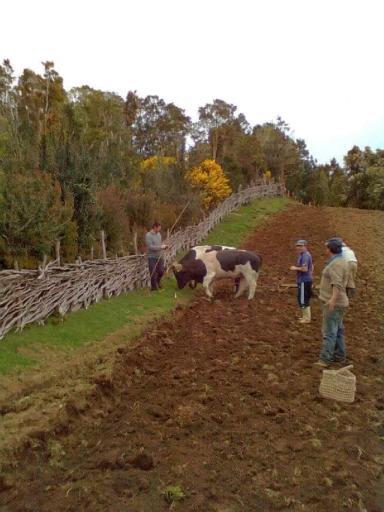 Мой друг Густаво