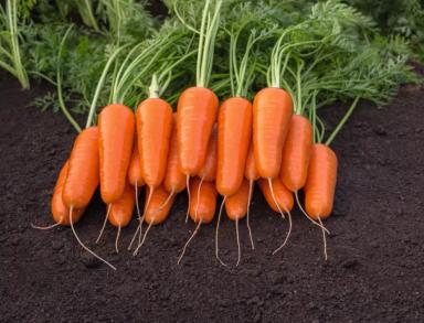 Каспий F1 (CASPI)