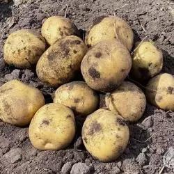 Карелия (Karelia)