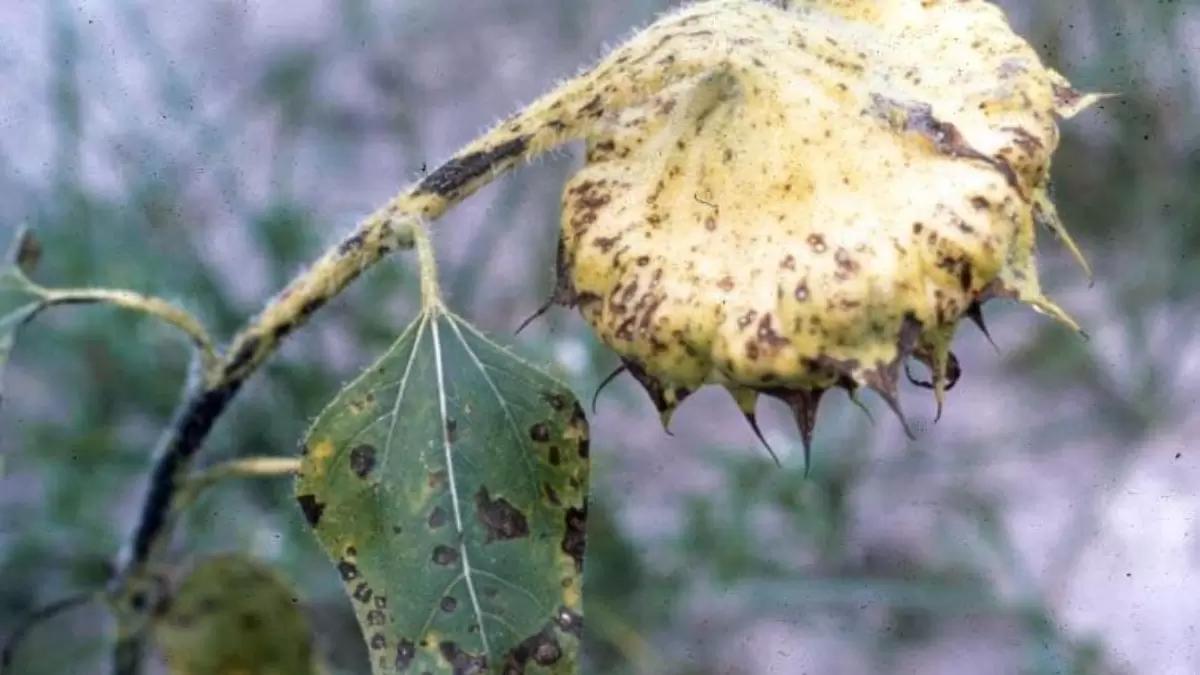 Россельхознадзор запретил ввоз семян подсолнечника дочерних предприятий Syngenta