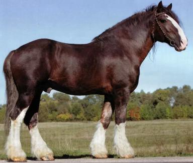 Владимирская тяжелоупряжная порода