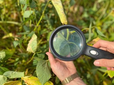 Защищаем сою от паутинного клеща