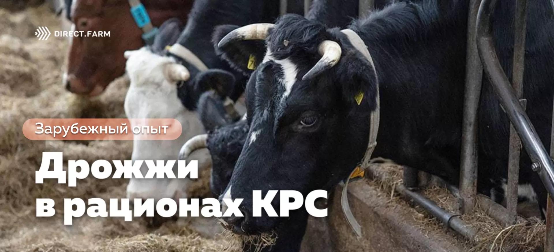 Дрожжи в рационах КРС — очевидные преимущества и немногочисленные недостатки