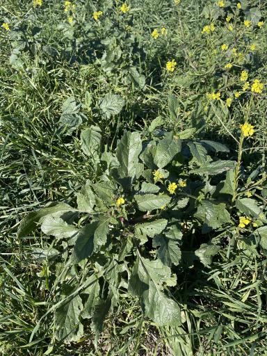 Глубокорыхлитель 