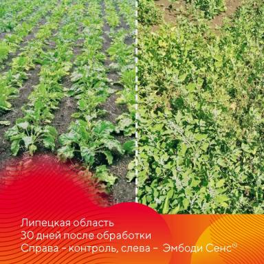 Эмбоди Сенс® – снижает число гербицидных обработок на свекле