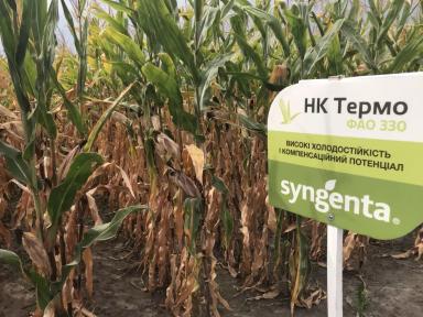 НК Термо - гибрид кукурузы ( Zea mays L.).