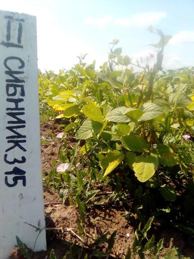 Соя в Кировской области