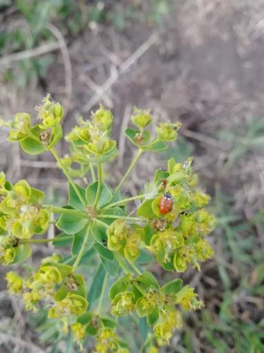 Вопросы из чатов: что за вредитель?