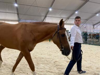 Донская порода лошадей