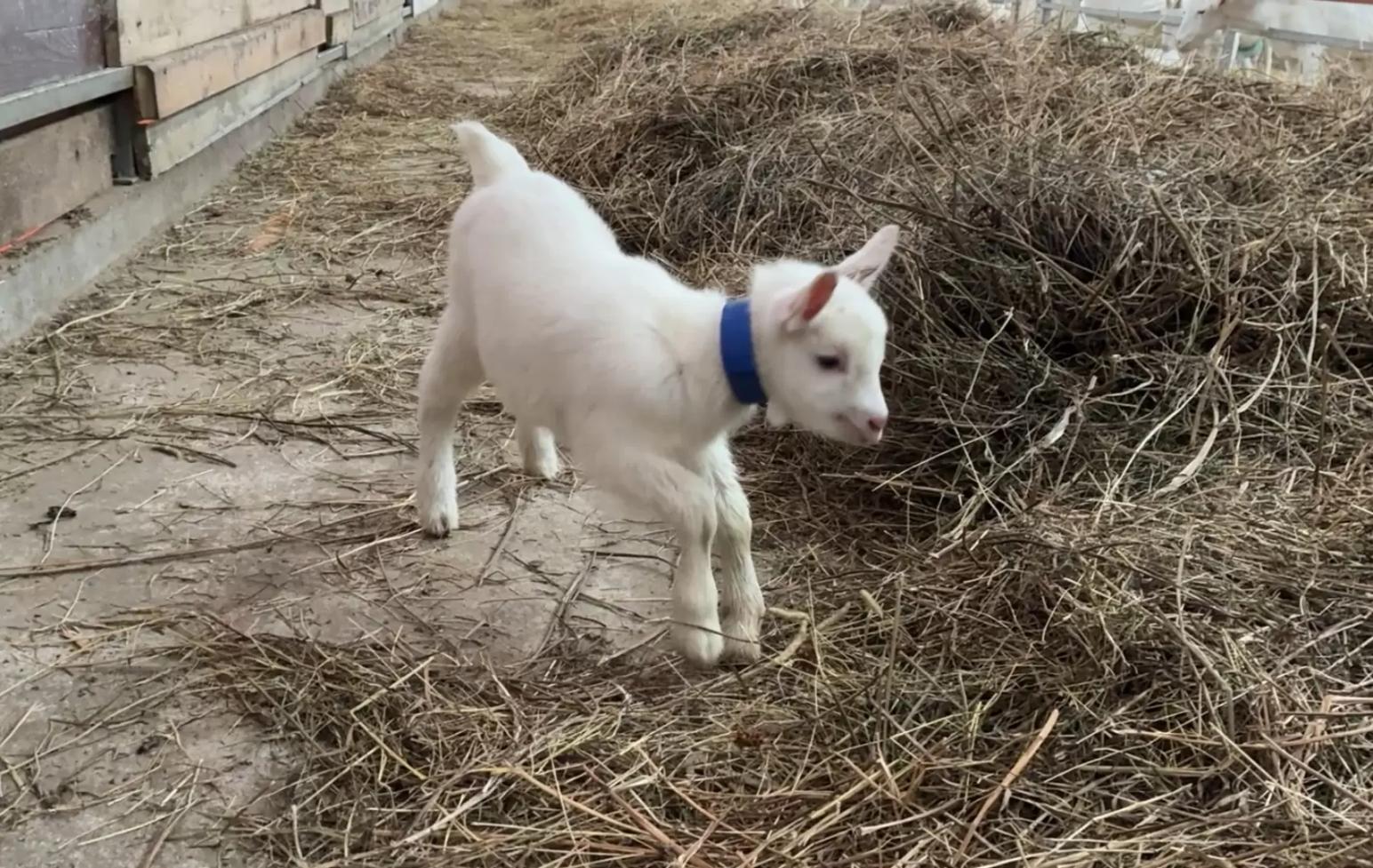 Почему иногда у новорожденных козлят от старых коз не разгибаются ноги?