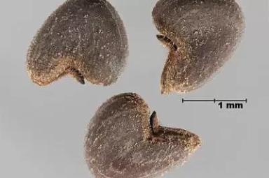 Канатник Теофраста