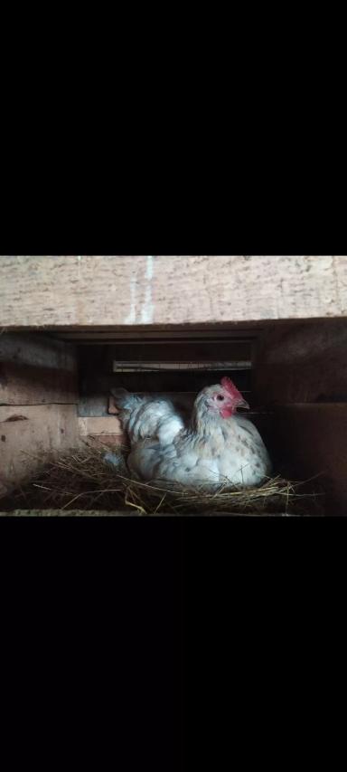 Крапива для курочек-несушек